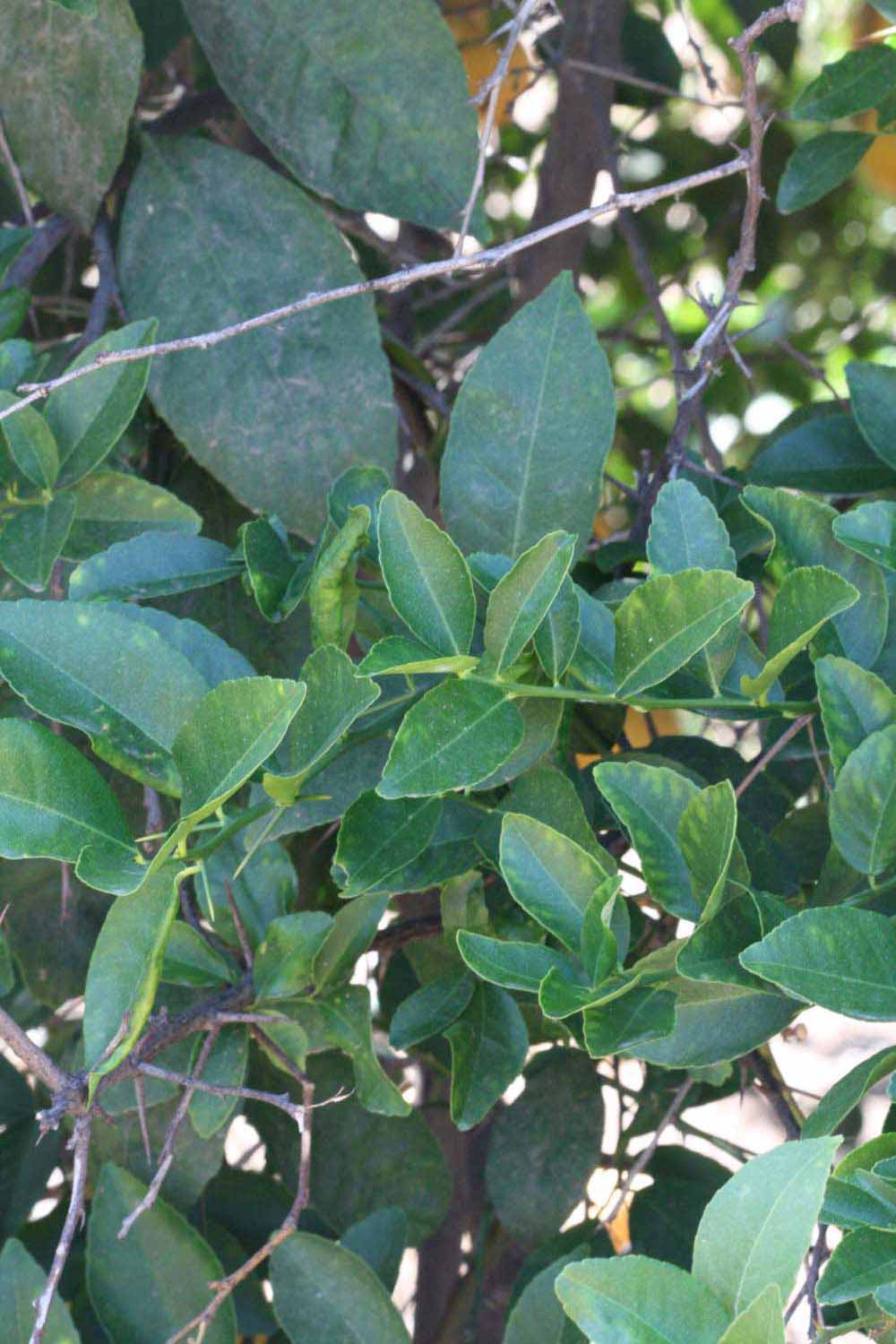              Shade leaves (Riverside, CA)       
